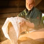 Brewer-pouring-malt-2
