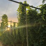 09 September – Sunrise through the Olicana® hops in Suckley, Worcestershire